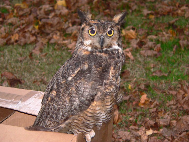 Great Horned Owl photo by WBF
